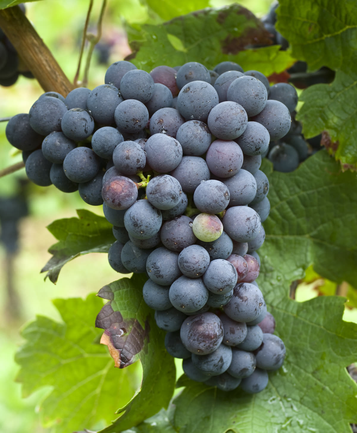 Grappe de cabernet franc