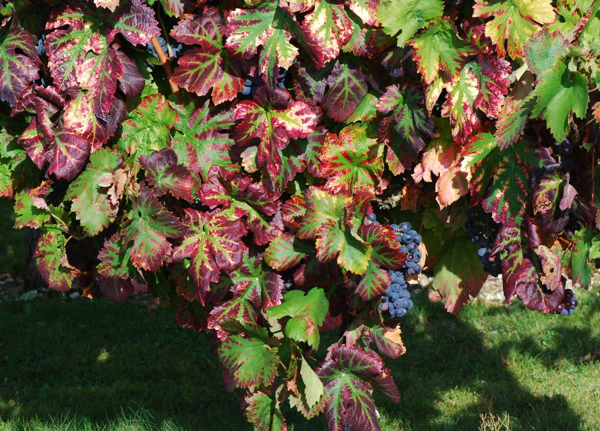 Grappe de carignan (Conservatoire du vignoble charentais)
