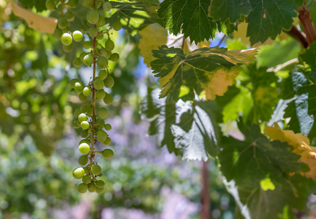 Grappe de muscat d'Alexandrie