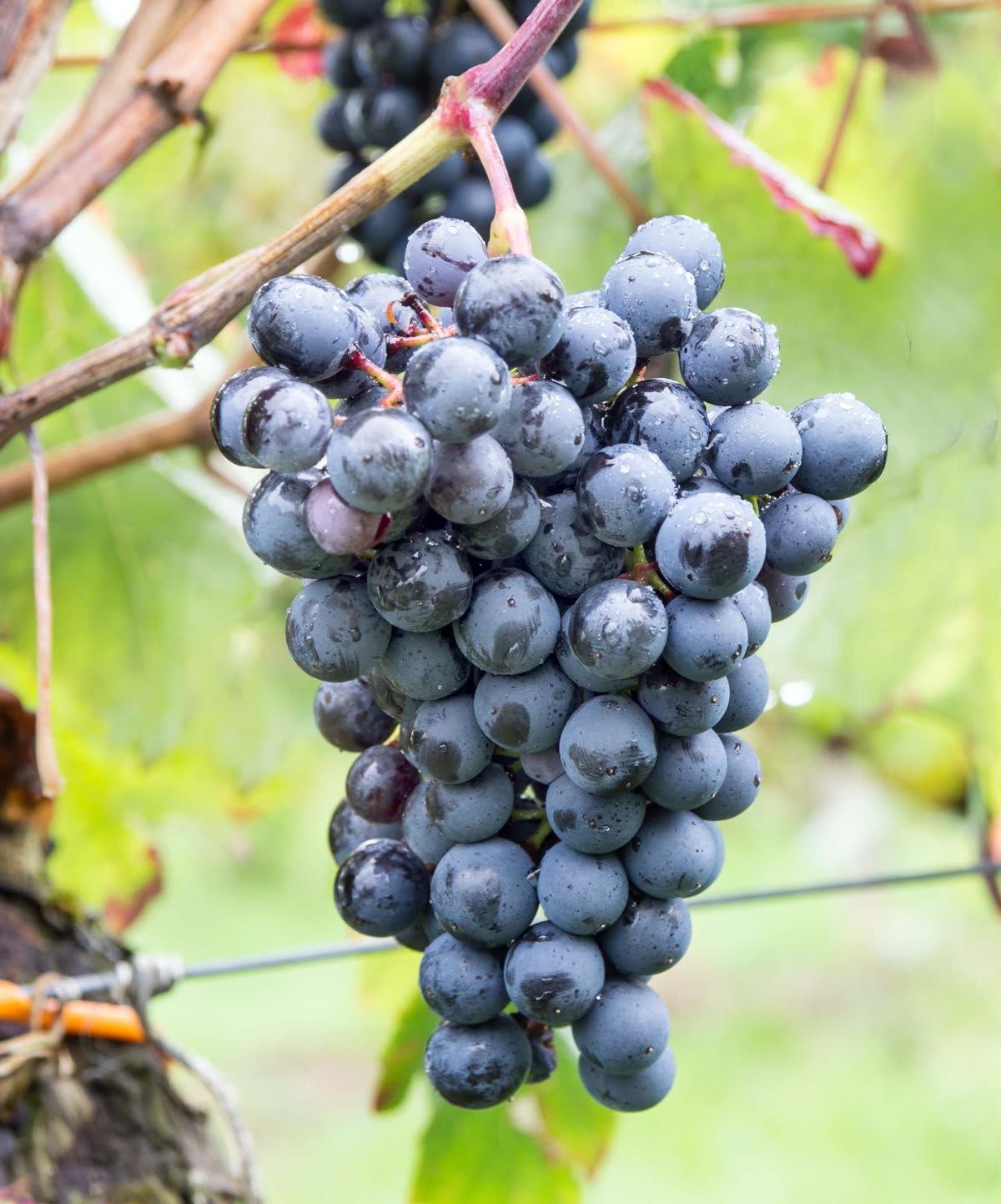 Grappe de petit verdot