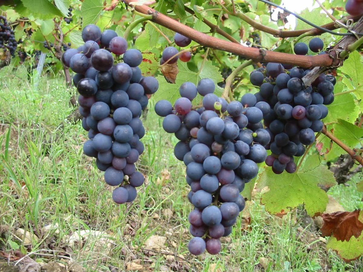 Grappes de poulsard (Jura)